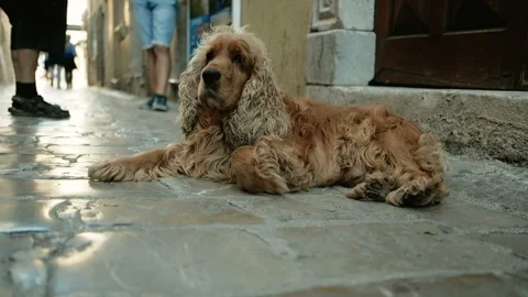 Brown Cocker Spaniel lies on a crowded street. The dog walks outdoors Video stock 86612942