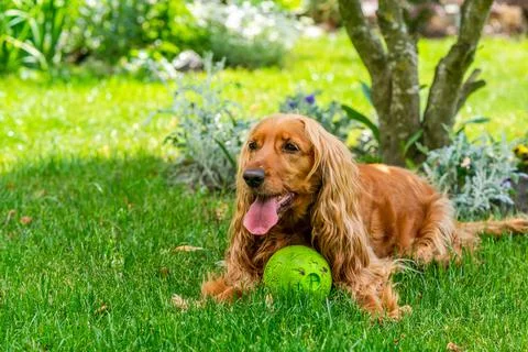 Brown cocker spaniel Stock Photos