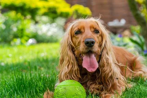 Brown cocker spaniel Stock Photos