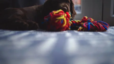 Brown cocker spaniel puppy chewing colorful rope toy on a pattern rug. Stock Footage 147703947