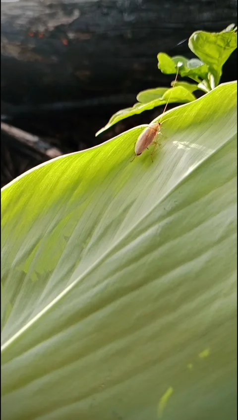 Brown Cockroach Crawling Across Fresh Turmeric Leaf Outdoors Stock Footage 331831052