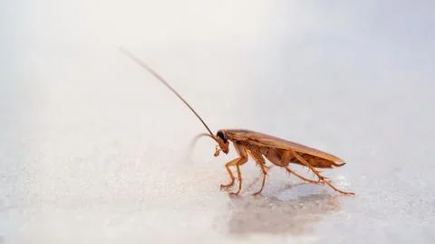 Brown cockroach crawling on the surface. Stock Photos