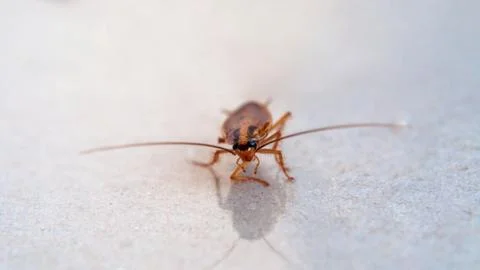 Brown cockroach crawling on the surface. Stock Photos