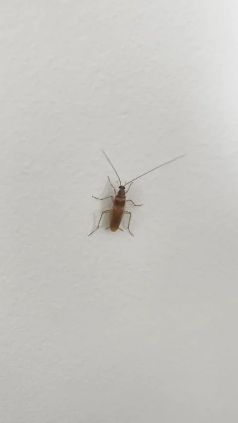 Brown cockroach crawling on white surface Stock Footage 323417578