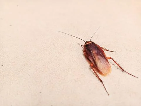 Brown Cockroach on the floor Foto stock