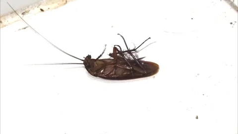 Brown cockroach lies motionless on white tile. Its long antennae and legs Stock Footage 341155606