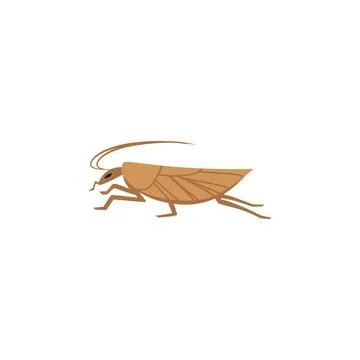 Brown cockroach or pantry moth, flat vector illustration isolated on white 스톡 일러스트
