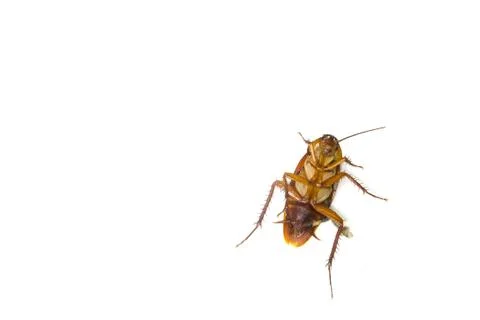 Brown cockroach Stock Photos