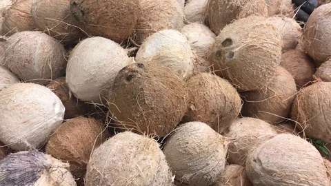 Brown Coconut  스톡 동영상 80268485