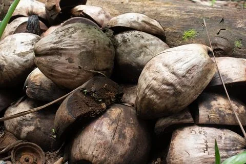 Brown coconut shell garbage collected and stacked 写真素材