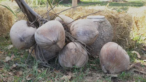 Brown coconut was placed next to the straw. 库存影片 123605026