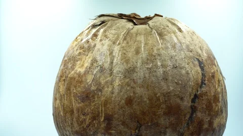  brown coconut in white background. 库存影片 124028179