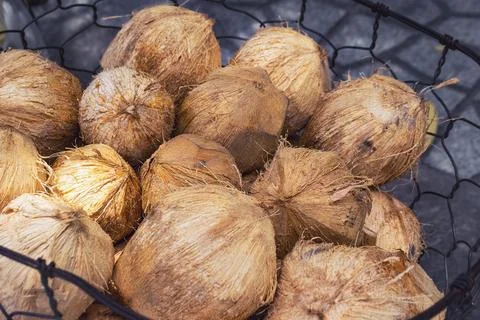 Brown coconuts with shell Stock Photos