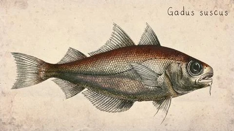 Brown Cod Fish (Gadus suscus) Vintage fish illustration Stock Illustration