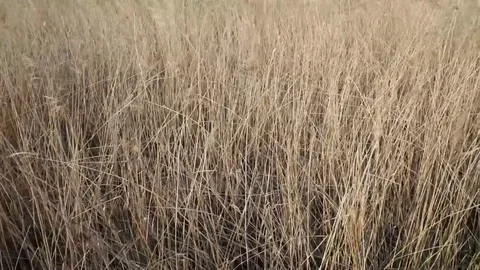 Brown cogon grass tracking shot. Video stock 78667485