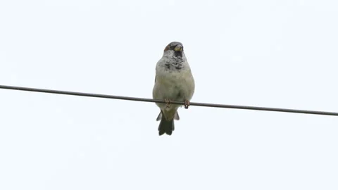 A brown color bird on top of the electrical wiring Stock Footage 141117613