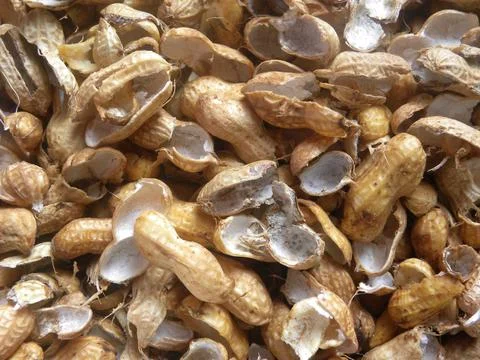 Brown color empty peanut shells Foto stock