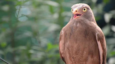 Brown color Falcon Stock Footage 26327412