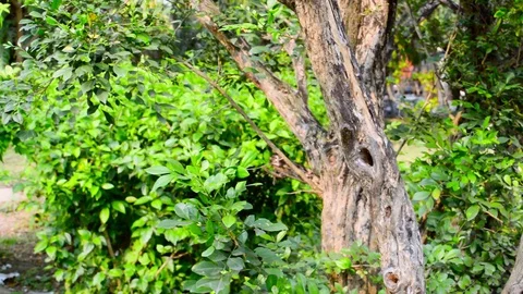 Brown Color Forest Trunk trunk. Green moss tropical Forest in environment. An Stock Footage 127815247