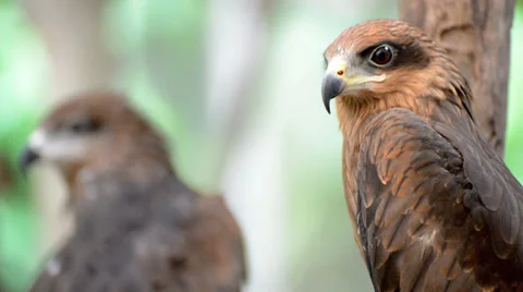 Brown color Hawk Video stock 38492876