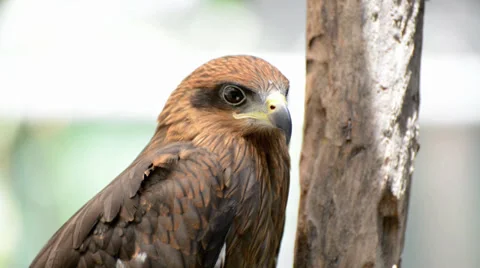 Brown color Hawk Video stock 38494176