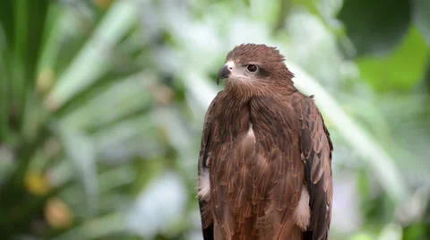 Brown color Hawk Video stock 38494343