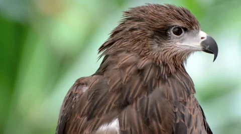 Brown color Hawk Video stock 38494490