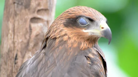 Brown color Hawk Video stock 38494528