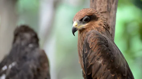 Brown color Hawk Stock Footage 39629690