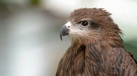Brown color Hawk Stock Footage 39630956