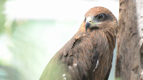 Brown color Hawk Stock Footage 39631113