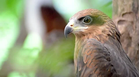 Brown color Hawk Stock Footage 40649504