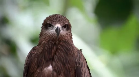 Brown color Hawk Stock Footage 40649638