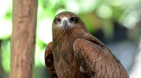 Brown color Hawk Stock Footage 44408201