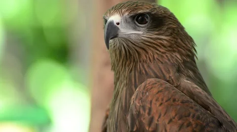 Brown color Hawk Stock Footage 44408438