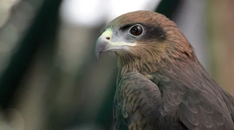Brown color Hawk Stock Footage 44408486