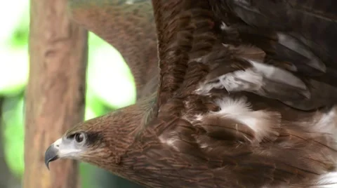 Brown color Hawk Stock Footage 44459502