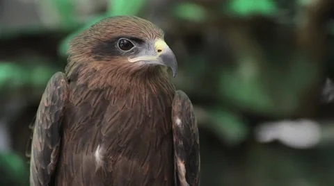 Brown color Hawk Stock Footage 44462026