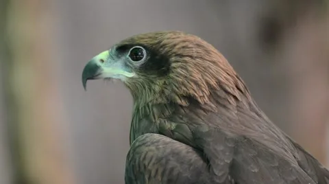 Brown color Hawk Stock Footage 44837092