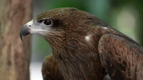 Brown color Hawk Stock Footage 44837477