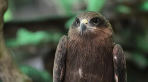 Brown color Hawk Stock Footage 44837542