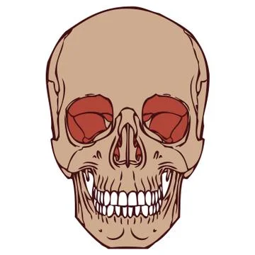 Brown color human Skull vector Stock Illustration