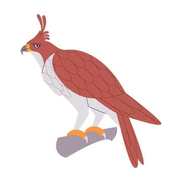 Brown color java hawk eagle bird perched in branch wild nature predator hun.. Stockillustratie