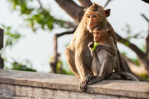 A brown color monkey stand on tree Stock Photos