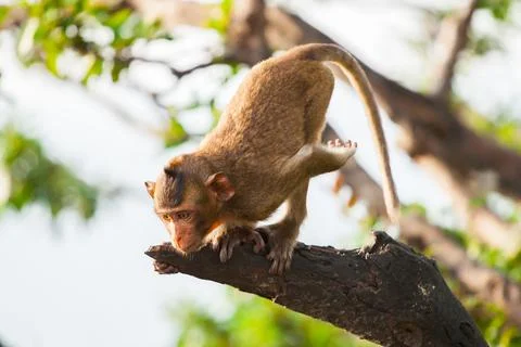 A brown color monkey stand on tree Stock Photos
