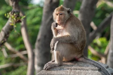 Brown color monkey standing Stock Photos