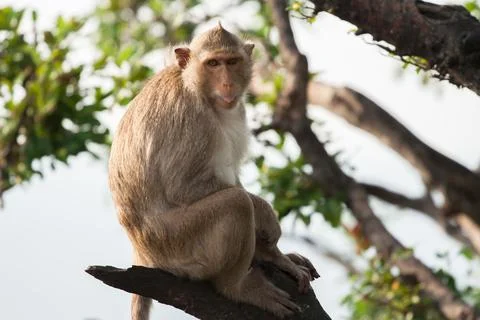 Brown color monkey standing Stock Photos