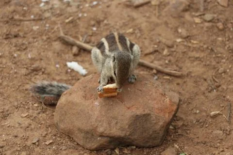 A brown color squirrel feed biscuit in food Stock Photos