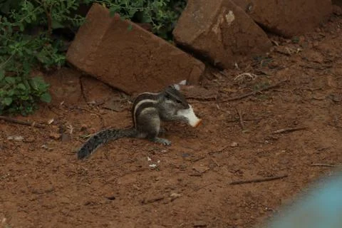 A brown color squirrel feed bread in food Stock Photos