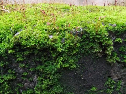 Brown Color Tiny or Small Plants grow at the top of the Moss in a Old Wall su Stock Photos